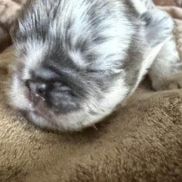 French Bulldog Puppies from Fishie's Frenchies