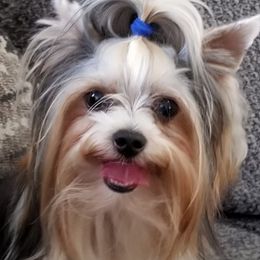 French Bulldogs and Yorkshire Terriers from Hazel Sky Kennel