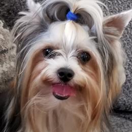 French Bulldogs and Yorkshire Terriers from Hazel Sky Kennel