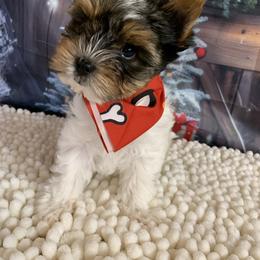 Little rocky 2000 - Black tan and white male Biewer Terrier puppy in Douglas, Georgia from Southern Georgia Yorkies and biewers