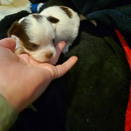 Boy 1 - Chocolate brindled fawn male Chihuahua puppy in Trout, Louisiana from Magnolia Farm's LLC