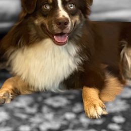 Jake - Miniature Australian Shepherd