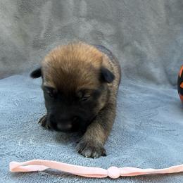 Macadamia - Red sable female Belgian Malinois puppy in Sheridan, Arkansas from Dark Sky Kennels