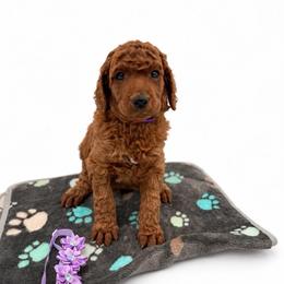 Maple - Red  female Poodle puppy in Mount Vernon, Illinois from AMC Poodles
