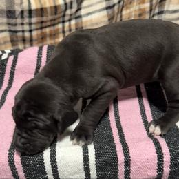 Girl 6 - Black and white female Great Dane puppy in Indianola, Iowa from Bull West Kennels