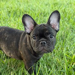 Snow White - Brindle female French Bulldog puppy in Riverside, California from Nancy Smith Woodcrest Frenchies
