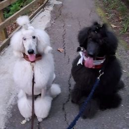 Poodles from Adeline Wirtz