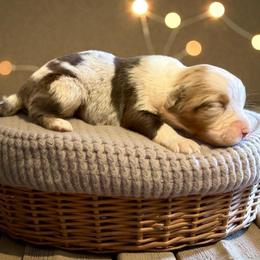 Opal Cardamone - Red merle female Australian Shepherd puppy in Statesville, North Carolina from Charming Australian Shepherds