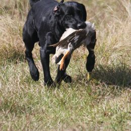 Labrador Retriever Puppies from PSJ Puppies and Families, American AKC Labrador Retrievers
