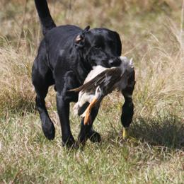 Labrador Retriever Puppies from PSJ Puppies and Families, American AKC Labrador Retrievers