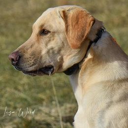 Star - Labrador Retriever