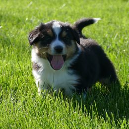 English Shepherd Puppies from Oerly's English Shepherds