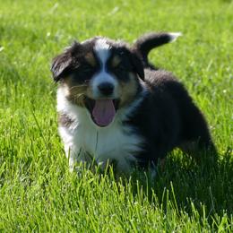 English Shepherd Puppies from Oerly's English Shepherds