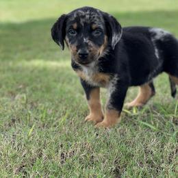 Beauceron and Doberman Pinscher Puppies from Elitehaus