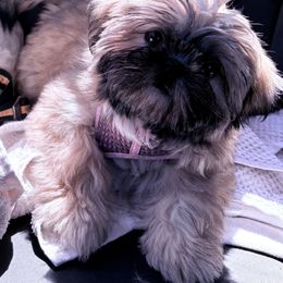 Shih Tzu Puppies from Shih-tzu Dynasty