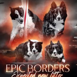 Border Collie puppies from Epic Borders