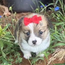 WILLOW AKC - Sable female Pembroke Welsh Corgi puppy in Hinton, Oklahoma from Green Cloud Ranch