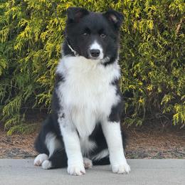 Sly - Blue merle male Border Collie puppy in Dunn, North Carolina from Coylety Kennel
