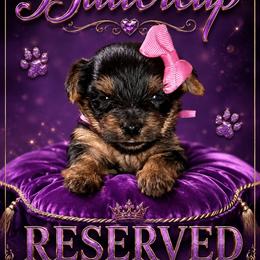 Buttercup - Black and tan female Yorkshire Terrier puppy in Atlanta, Georgia from Royal Beauties Yorkies of Atlanta