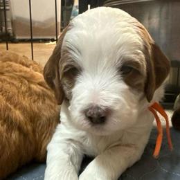 Orange Collar - Parti male Goldendoodle puppy in Winchester, Tennessee from Mahaffey’s Doodles