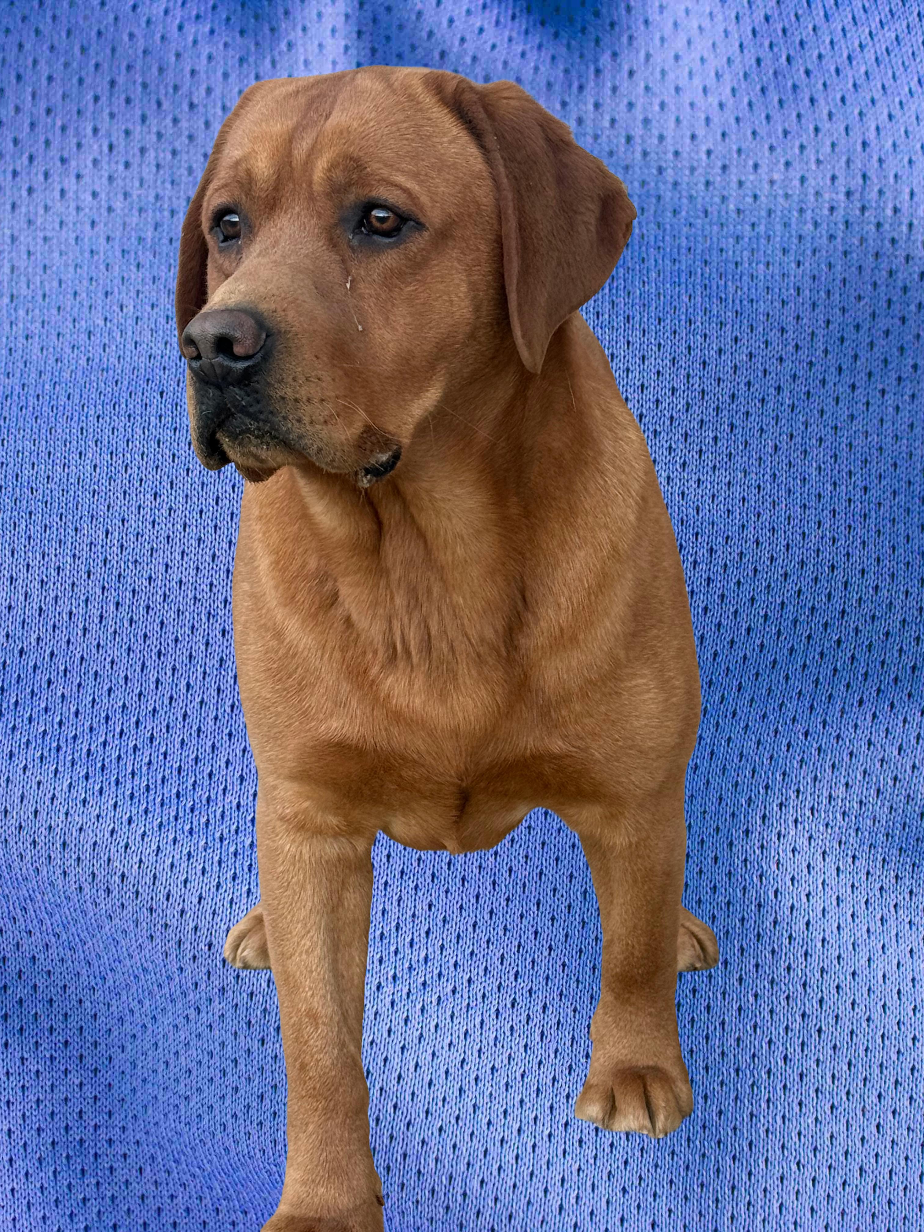Milo