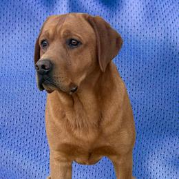 Milo - Labrador Retriever