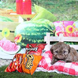 Russian Tsvetnaya Bolonka Puppies from Pink Lotus Kennels