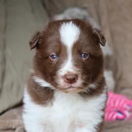 Korbin - Brown Collar - Red male Border Collie puppy in Courtland, Alabama from C Bar C Ranch Border Collies