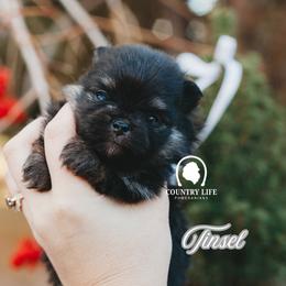 AKC Tinsel - Black and tan female Pomeranian puppy in Idaho Falls, Idaho from Country Life Pomeranians