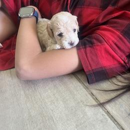 Poodle Puppies from Sun