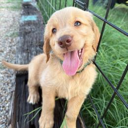 Boy 1 Green - Dark golden male Golden Retriever puppy in Joshua, Texas from 3 Gun Retrievers