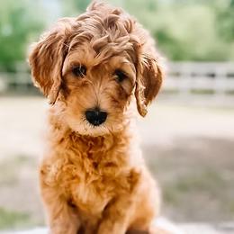 Goldendoodle Puppies from The Doodle Spot
