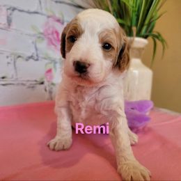 Cavapoo Puppies from Danielle Perkins's Cavapoos