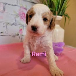 Cavapoo Puppies from Danielle Perkins's Cavapoos