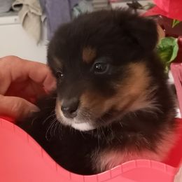 Tandi - Australian Shepherd puppy in Chino Valley, Arizona from Sundance Australian Shepherds