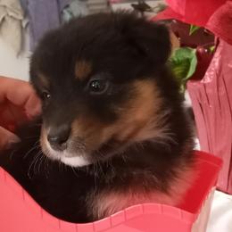 Tandi - Australian Shepherd puppy in Chino Valley, Arizona from Sundance Australian Shepherds