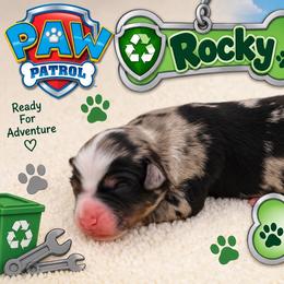 Rocky - Blue merle male Miniature Australian Shepherd puppy in Apache Junction, Arizona from Circle T Mini Aussies