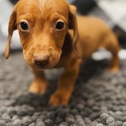 Clumsy (Smurf) - Red male Dachshund puppy in Portsmouth, Ohio from Tygart Creek Dachshunds