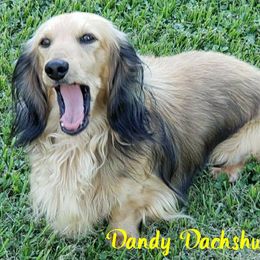 River - Dachshund