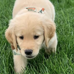 Golden Retrievers and Labrador Retrievers from LoneTree Retrievers