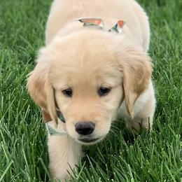 Golden Retrievers and Labrador Retrievers from LoneTree Retrievers