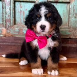 Pink collar - Black rust and white female Bernese Mountain Dog puppy in Altura, Minnesota from Bluffside Berners