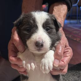 Grey Boy lilac slate - Lilac male Border Collie puppy in Medford, Oregon from Pioneer Valley Border Collies