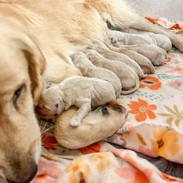 Mr. Grey (Oak) - Light golden male Golden Retriever puppy in Paoli, Indiana from Rose n’ Thistle Farm