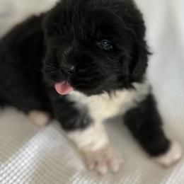 Hot Punk - Black female Newfoundland puppy in Riverside, California from Gentle Soul Newfoundlands