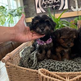 T i n k e r  ''' B e l l - Tri-color female Yorkipoo puppy in Hooper, Utah from Anchor Dogs