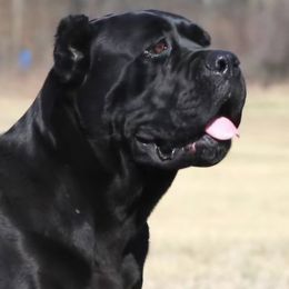 Perla - Cane Corso
