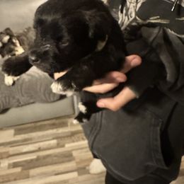 Marcy - Black female Miniature Schnauzer puppy in Lubbock, Texas from Schnazzy Schnauzers