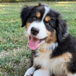 Australian Shepherds from Southern Ridge Aussie’s