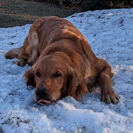 Einstein - Golden Retriever
